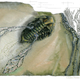 Image for article titled Trilobite boy remembers when the Cambrian was cool